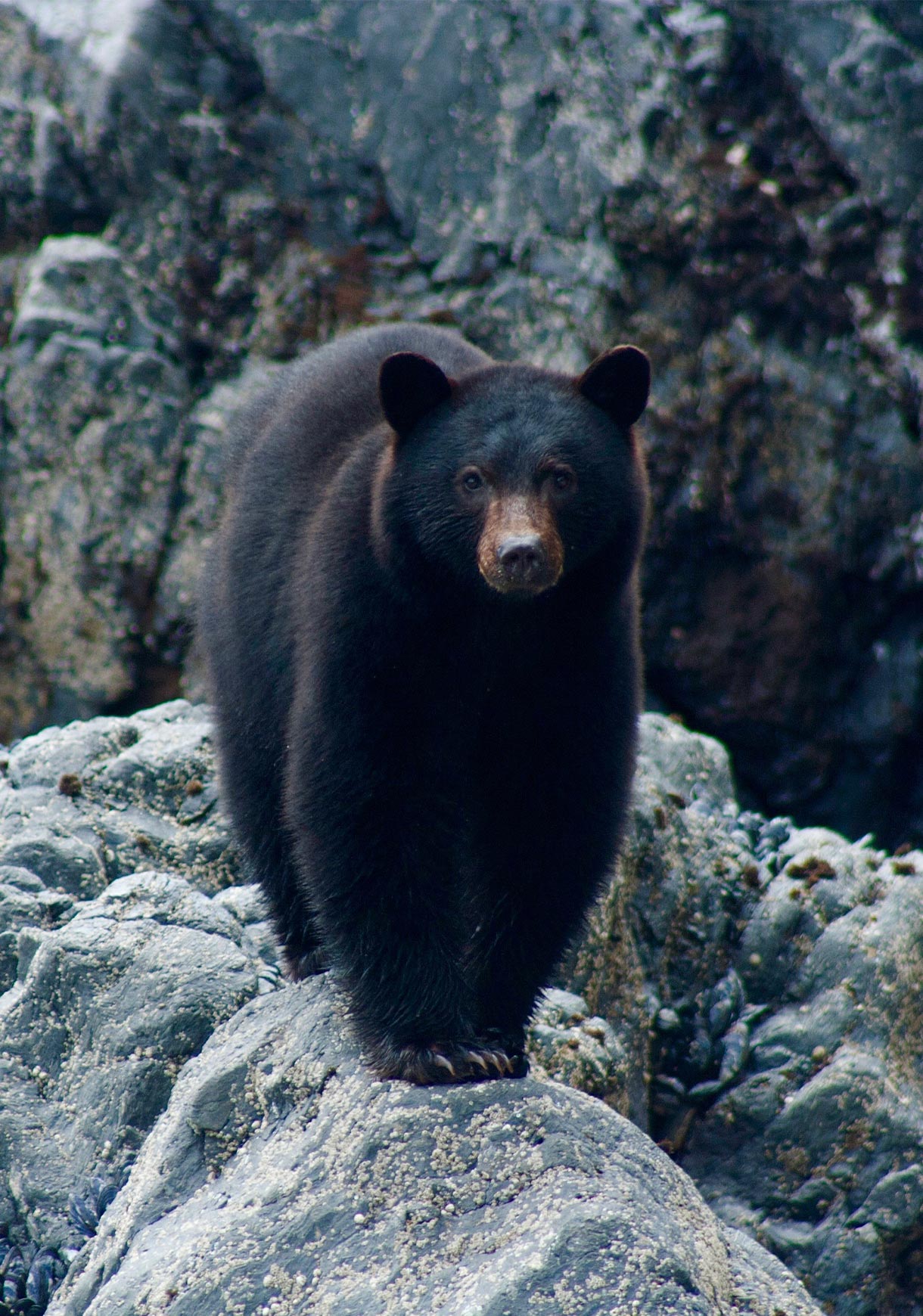 Black Bear on Shore Rocks