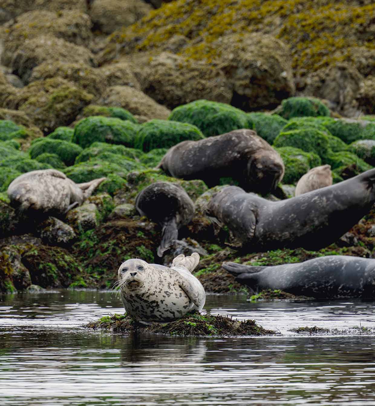 Prolific wildlife