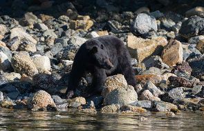Clayoquot Classic-Day 3 Morning