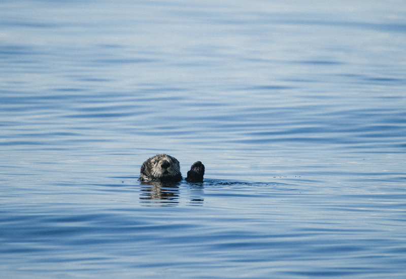 CWL_Wildlife_Jun-21_14-Website News Carousel-800x550